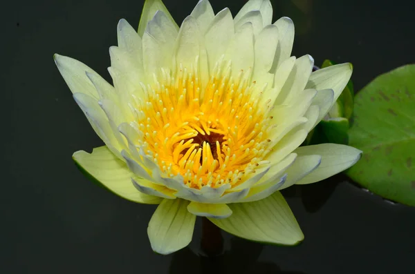 Fleurs Lotus Eau Flottant Dans Eau — Photo
