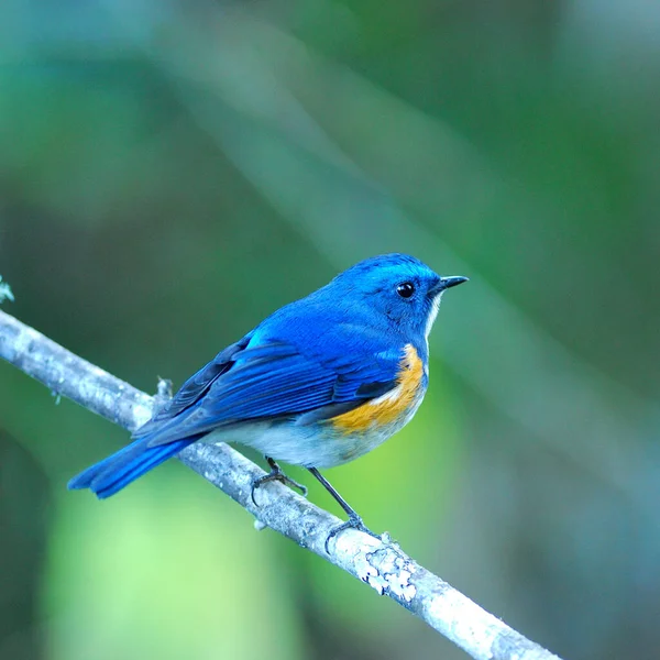 Прекрасная Голубая Птица Гималайский Голубой Хвост Tarsiger Rufilatus Оранжевый Фланговый — стоковое фото