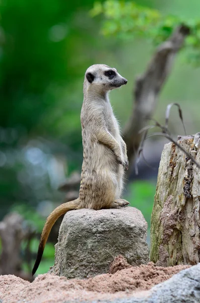 Encantadora Meerkat Meercat Pie Seguir Vigilando Enemigo — Foto de Stock