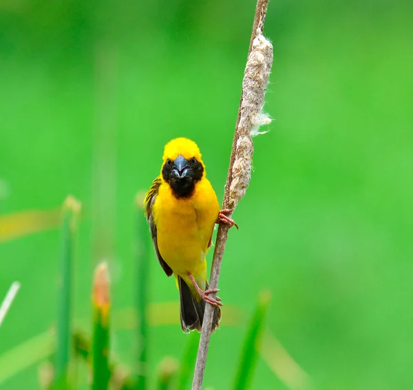 Asiatischer Goldweber Auf Brütendem Federkleid Ploceus Hypoxanthus Unscharfen Grünen Hintergrund — Stockfoto