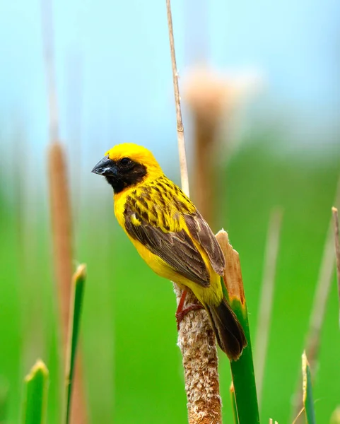 Αρσενικό Ασιατικό Golden Weaver Για Την Αναπαραγωγή Πουλιών Φτέρωμα Ploceus — Φωτογραφία Αρχείου