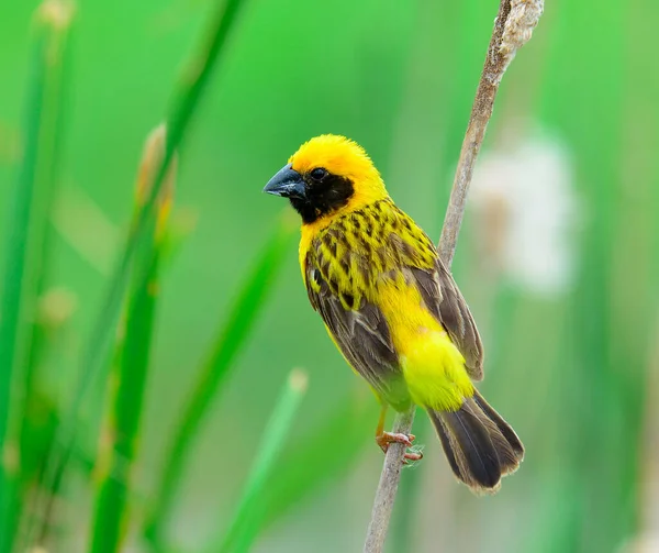 Man Asiatiska Golden Weaver Avel Fjäderdräkt Ploceus Hypoxanthus Med Grön — Stockfoto