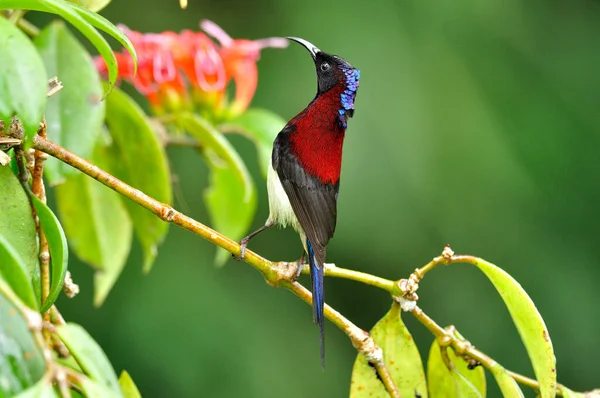 一只黑喉的太阳鸟的雄鸟 它从花朵中喝着甜糖浆 — 图库照片