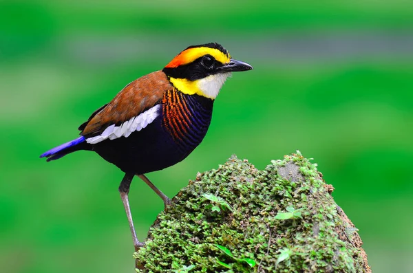 Чоловіки Banded Pitta Стоять Моховій Скелі Гарним Зеленим Фоном Hydromis — стокове фото