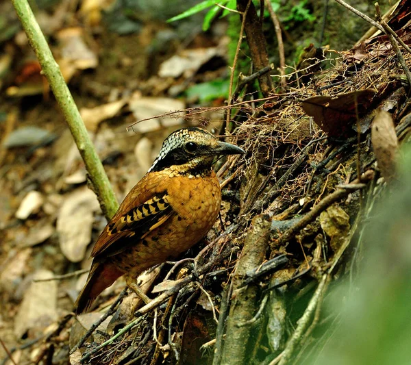 Male Eared Pitta Feeding Its Chicks Nest — Stock Photo, Image