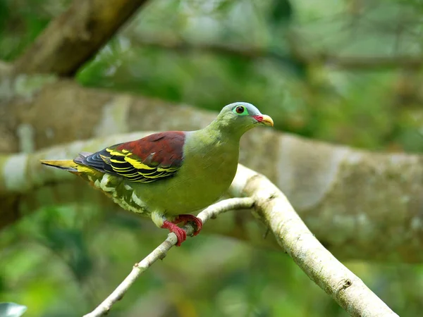 Männchen Der Dickschnabeltaube Treron Curvirostra Dickschnabeltaube Grüne Taube Auf Feigenbaumzweig — Stockfoto