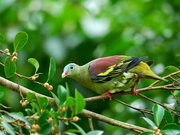 Maschio Piccione Verde Becco Grosso Treron Curvirostra Becco Grosso Piccione — Foto Stock