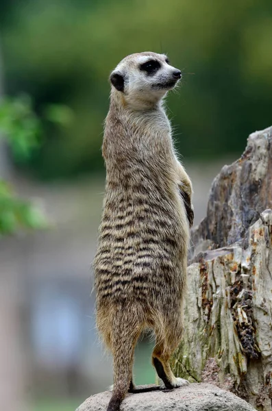 Meerkat Meercat Pie Vigilan Enemigo — Foto de Stock