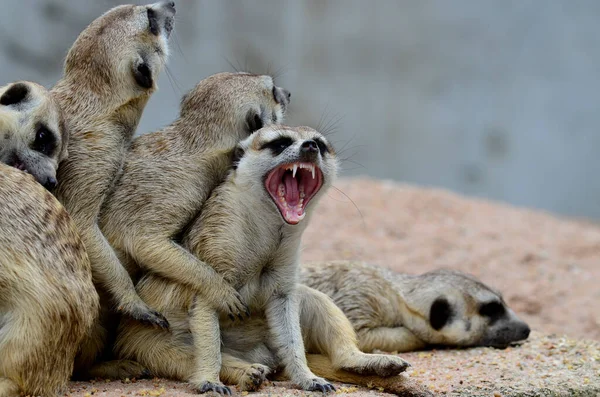 Meerkat Meercat Mantienen Unidos Como Una Familia Con Gritos Enemigo — Foto de Stock