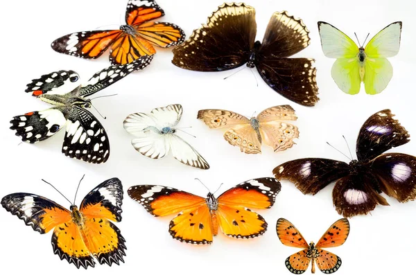 彩色蝴蝶在白色背景上的混合物 用于纹理和设计 — 图库照片