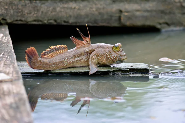 Mudskipper Fische Springen Zum Schwimmen Ins Wasser — Stockfoto