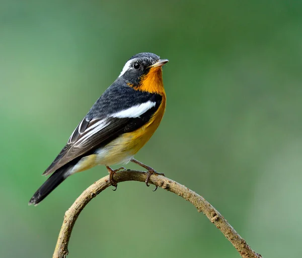 Ein Niedlicher Winziger Mugimaki Fliegenfänger Auf Dem Kurvenzweig Ficedula Mugimaki — Stockfoto