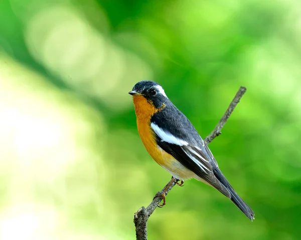 Mugimaki Flycatcher Żółty Ptak Brzuch Ficedula Mugimaki Siedzi Gałęzi Ładnym — Zdjęcie stockowe