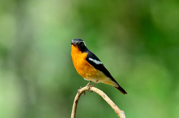 Ein Kleiner Mugimaki Fliegenschnäpper Auf Einem Kleinen Ast Mit Klarem — Stockfoto