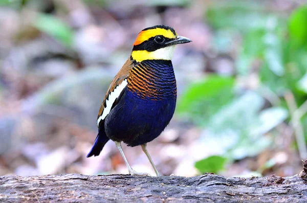 Pěkné Chování Psa Banded Pitta Kládě — Stock fotografie