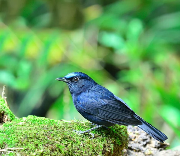 Nice Blue Bird Macho Cauda Branca Robin Sobre Rocha Musgosa — Fotografia de Stock