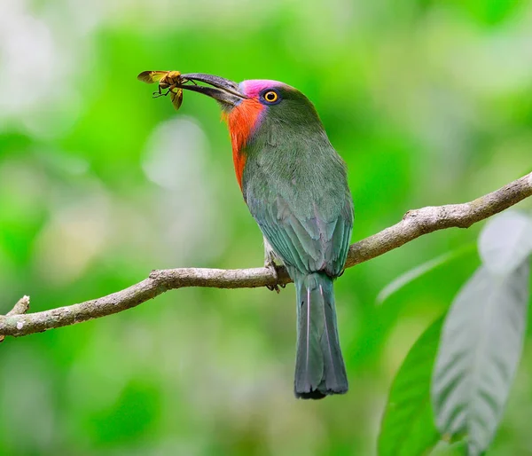 赤い髭を生やしたミツバチが巣の中で雛のために昆虫を運ぶ Nyctyornis Amictus タイの鳥 — ストック写真