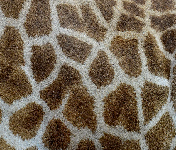 Красивые Узоры Кожи Жирафа — стоковое фото