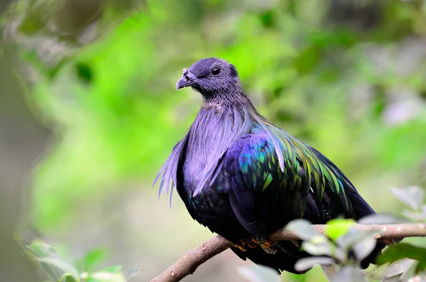 Nicobar Pigeon ,Caloenas nicobarica bird in forest and island