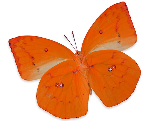 Orange Butterfly Lemon Emigran Perfil Transparencia Color Aislado Sobre Fondo —  Fotos de Stock