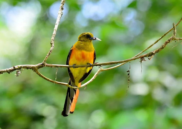 Trogon Peito Laranja Inseto Boca Para Seus Filhotes Harpactes Oreskios — Fotografia de Stock