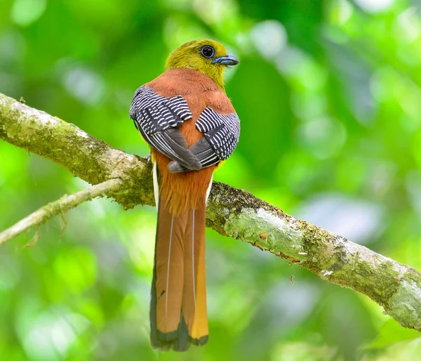 Orangeblümte Trogon Ast Mit Schönen Rückendetails Und Klarem Hintergrund Vogel — Stockfoto