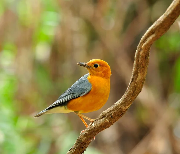 Oranžový Drozd Zoothera Citrina Krásný Pták Thajsku Sedí Křivce Větev — Stock fotografie