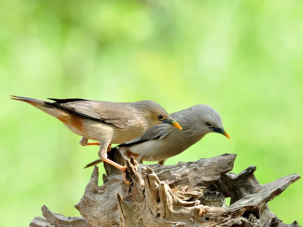 Paar Von Kastanienschwanzstaren Sturnus Malabaricus — Stockfoto