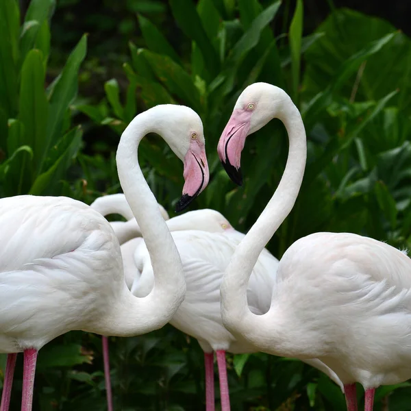 Flamingó Phoenicopterus Roseus Pár Édes Valientin Szívvel — Stock Fotó