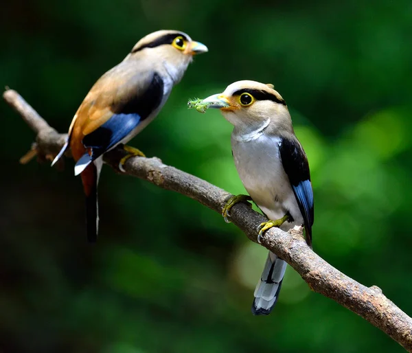 Bir çift gümüş göğüslü Broadbill, Serilphus Lunatus, dalda büyük detaylarla paylaşıyorlar, kuş.
