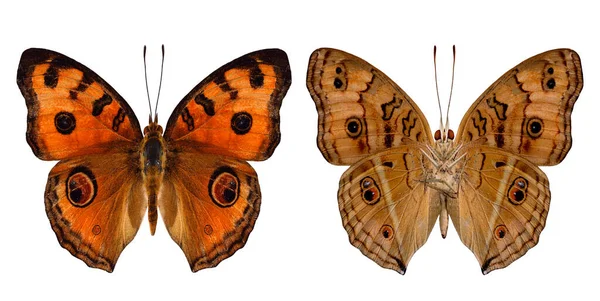 Tavuskuşu Kelebeği Doğal Renk Profilinde Hem Üst Hem Alt Kanat — Stok fotoğraf