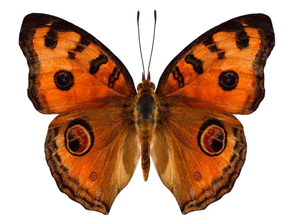 Peacock Pansy Butterfly Sayap Atas Dalam Profil Warna Alami — Stok Foto