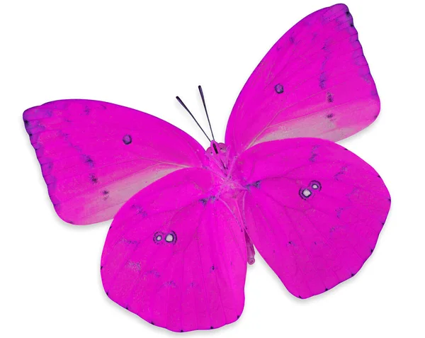 Borboleta Rosa Lemon Emigran Perfil Transparência Cor Isolado Fundo Branco — Fotografia de Stock