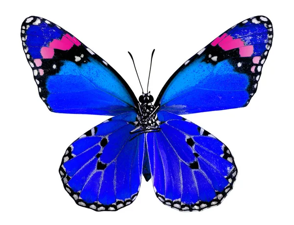 Απλή Πεταλούδα Τίγρης Μπλε Και Ροζ Χρώμα Που Απομονώνεται Λευκό — Φωτογραφία Αρχείου