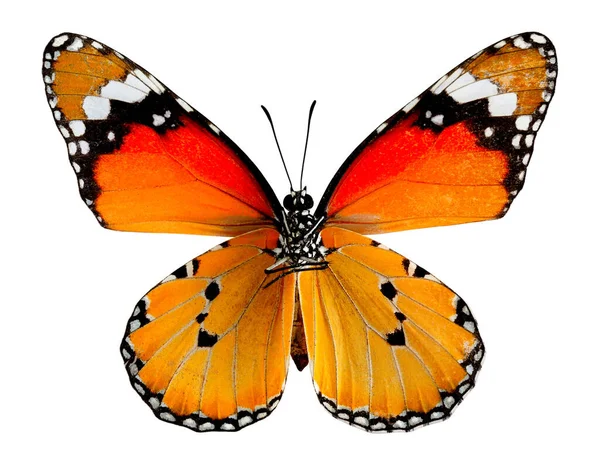 Plain Tiger Butterfly Natürlicher Farbe Isoliert Auf Weißem Hintergrund — Stockfoto