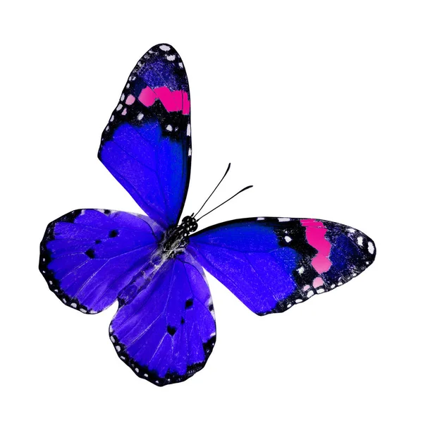 Plain Tiger Butterfly Bovenste Vleugels Profiel Blauw Roze Kleur Geïsoleerd — Stockfoto