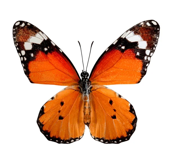 Plain Tiger Butterfly Obere Flügel Profil Natürlicher Farbe Isoliert Auf — Stockfoto