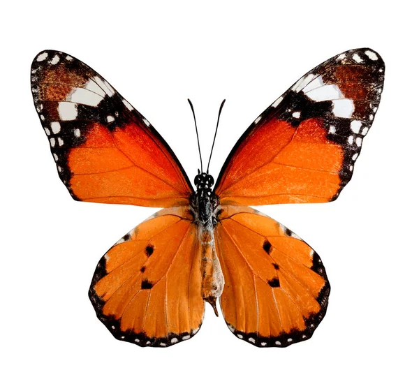 Effen Tijger Vlinder Natuurlijke Kleur Profiel Geïsoleerd Witte Achtergrond — Stockfoto