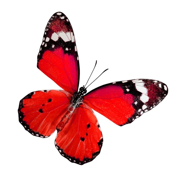 Tipe Sayap Atas Tiger Butterfly Polos Dalam Warna Merah Diisolasi — Stok Foto