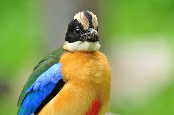 Tembakan Terbaik Dari Wajah Pitta Bersayap Biru Dan Rincian — Stok Foto