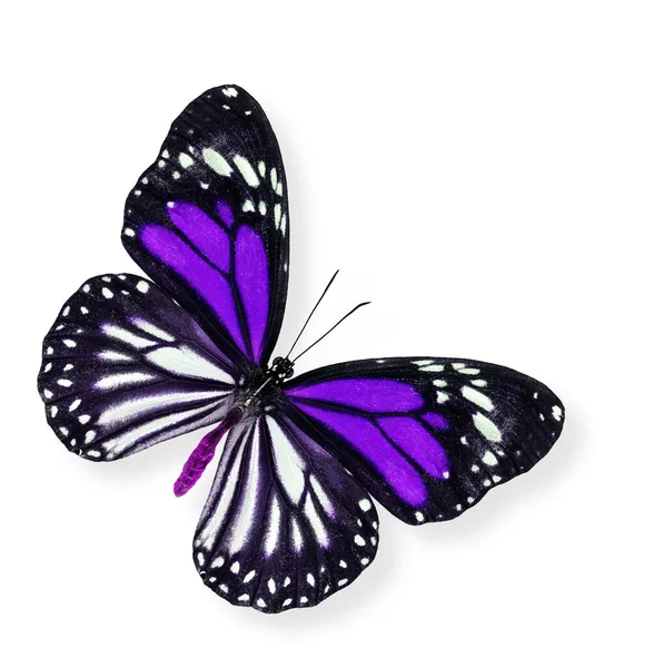 Borboleta Roxa Violeta Com Sombra Suave Embaixo Fundo Branco — Fotografia de Stock