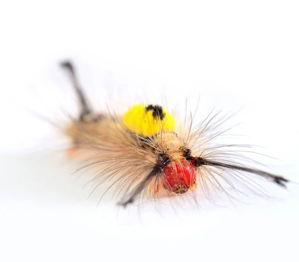 Červený Chlupatý Obličej Žlutý Zadní Motýl Červ Bílém Pozadí — Stock fotografie