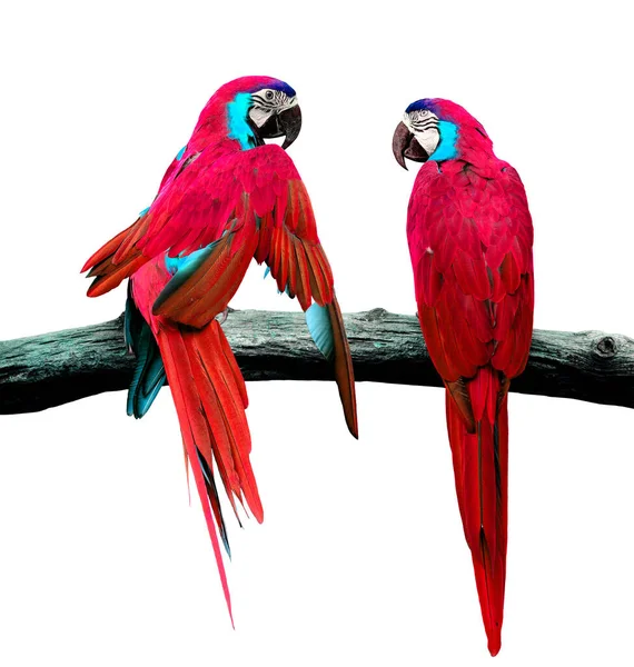 Red Macaw Pappagallo Uccello Amore Momento Isolato Sfondo Bianco — Foto Stock