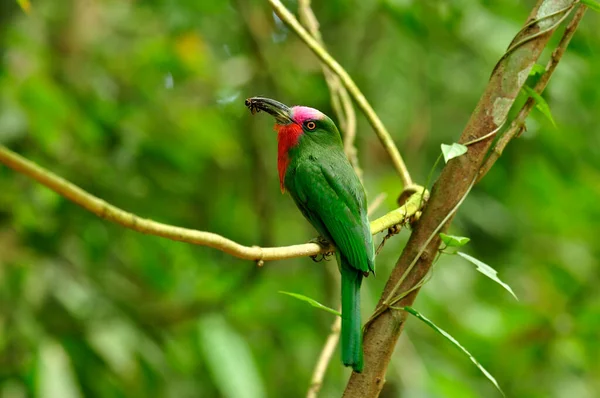 Pássaro Verde Com Penas Vermelhas Rosa Sobre Ele Pescoço Cara — Fotografia de Stock