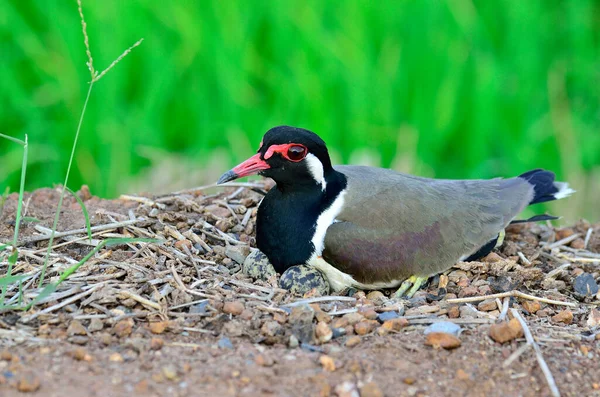 Rotwangenkiebitz Brütet Eier Geöffneten Nest Vanellus Indicus Vogel Bestes Foto — Stockfoto