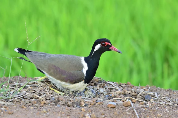 Red Wattled Lapwing Menetas Telur Sarang Terbuka Vanellus Indicus Burung — Stok Foto