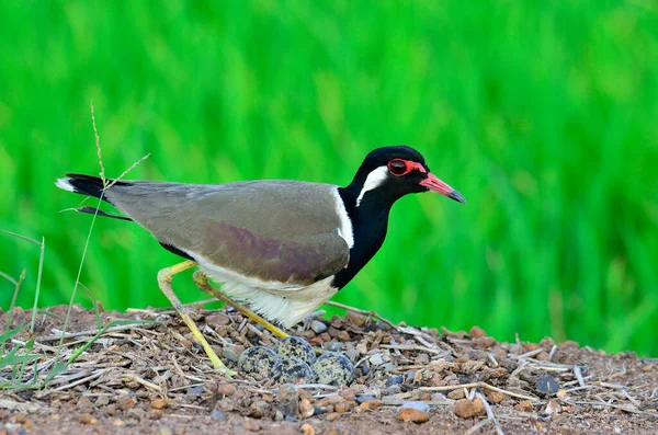 Nido Abierto Vanellus Indicus Pájaro Con Los Mejores Detalles —  Fotos de Stock