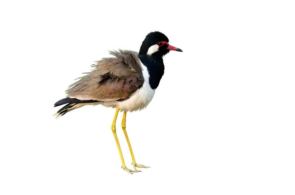 Spiky Red Wattled Lapwing Sur Fond Blanc Isolé — Photo