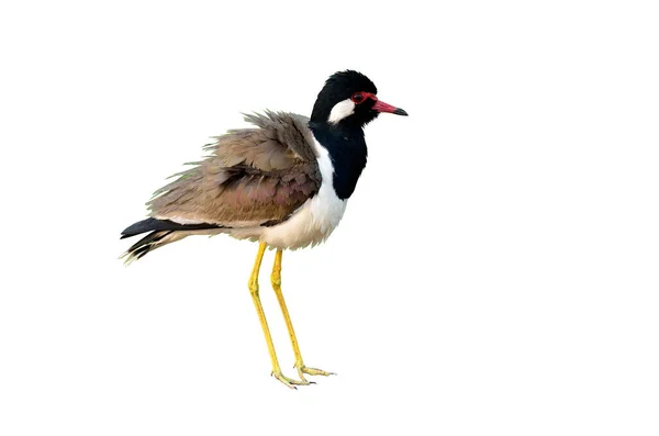 Lapwing Con Puntas Rojas Sobre Fondo Blanco Aislado — Foto de Stock