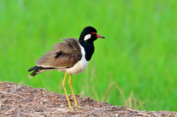 Lapwing Con Puntitas Rojas Sobre Fondo Verde Claro —  Fotos de Stock